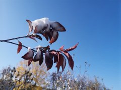 雪霽潤美景 摯情系家園